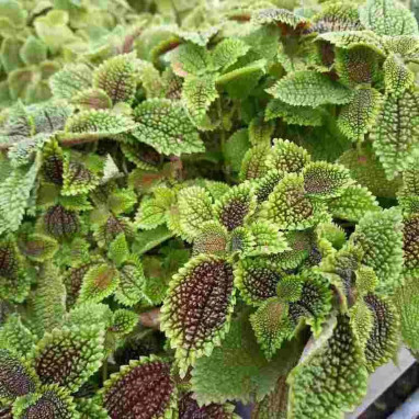 Pilea involucrata - Pilea | Achat direct au producteur