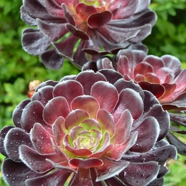 Aeonium arboreum 'Atropurpureum' - Aeonium | Achat direct producteur