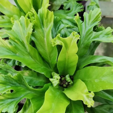 Pteris cretica 'Mayii' - Fougère de Crète | Achat producteur