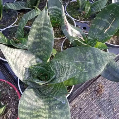 Sansevieria trifasciata - Langue de belle-mère | Achat producteur