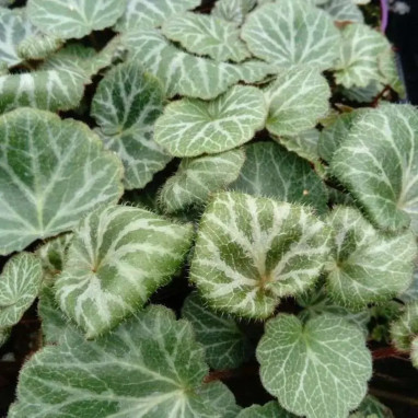 Saxifraga stolonifera - Saxifraga | Achat direct au producteur