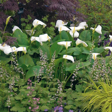 Zantedeschia 'Nili' - Arum blanc | Achat direct au producteur