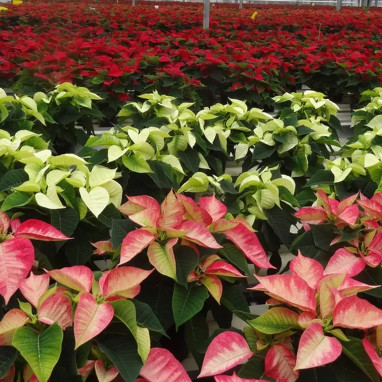 Poinsettia - Euphorbia pulcherrima | Achat direct au producteur