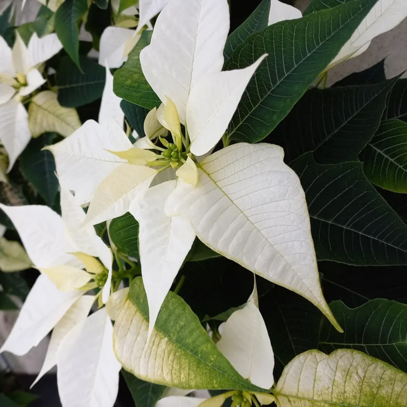 Poinsettia - Euphorbia pulcherrima | Achat direct au producteur