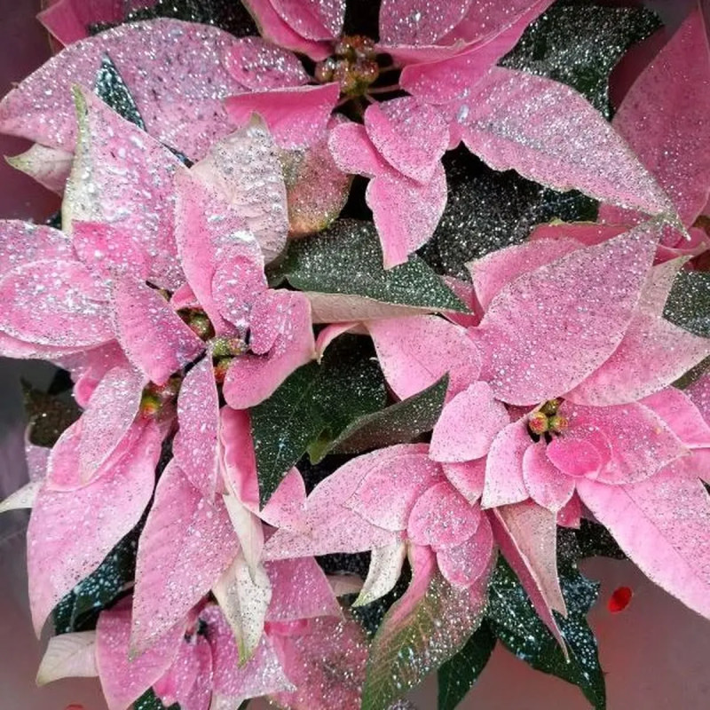 Poinsettia - Euphorbia pulcherrima | Achat direct au producteur