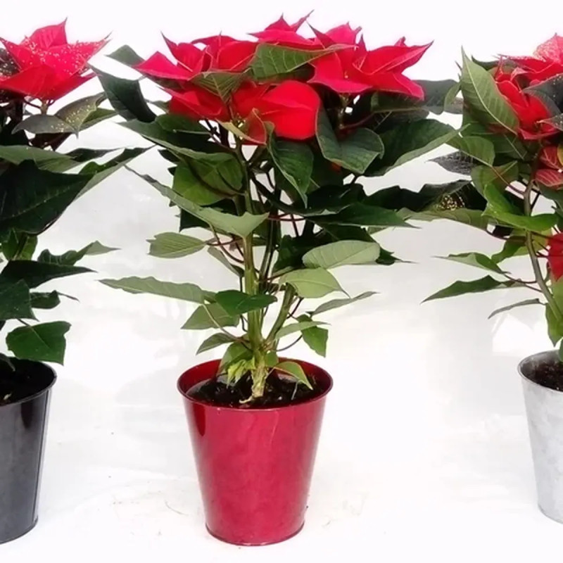Poinsettia - Euphorbia pulcherrima | Achat direct au producteur