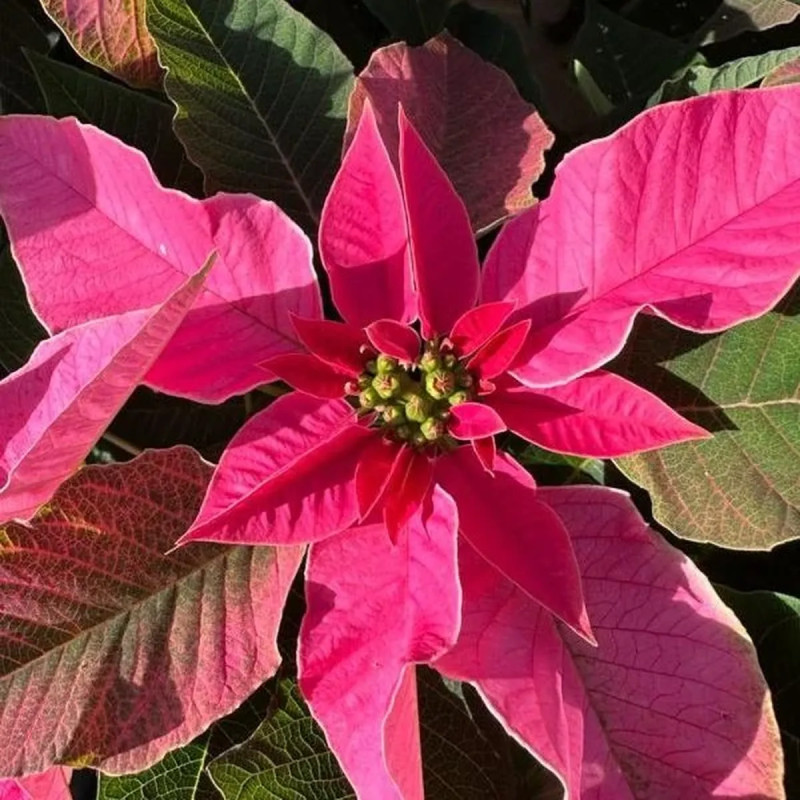 Poinsettia - Euphorbia pulcherrima | Achat direct au producteur