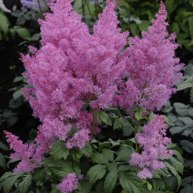 Astilbe chinensis 'Pumila' - Astilbe | Achat direct au producteur