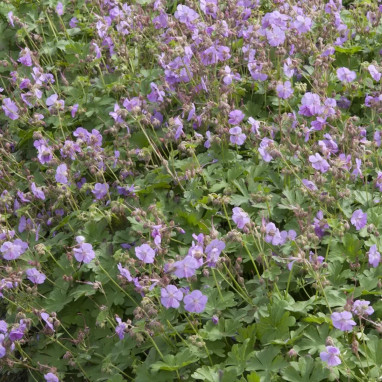 Geranium 'Cambridge' - Geranium cantabrigiense | Achat producteur