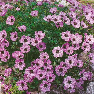 Geranium cinereum 'Ballerina' - Geranium | Achat direct au producteur