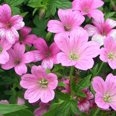 Geranium endressii - Geranium | Achat direct au producteur