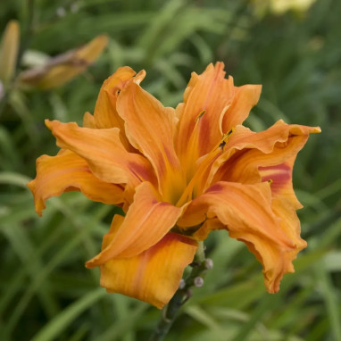 Hémérocalle 'Flore Pleno' - Hemerocallis | Achat direct au producteur