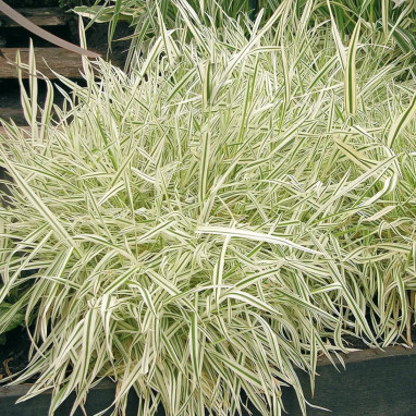 Holcus mollis 'Albovariegatus' - Holcus | Achat direct au producteur