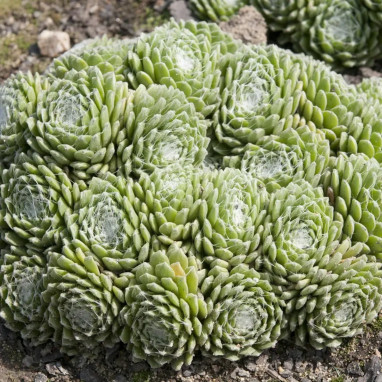 Sempervivum arachnoideum - Joubarbe | Achat direct au producteur