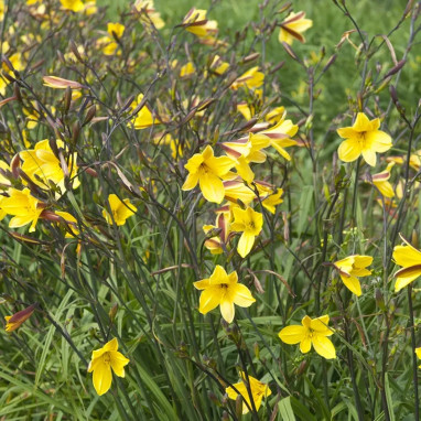 Hemerocallis 'Corky' - Lis d'un jour | Achat direct au producteur