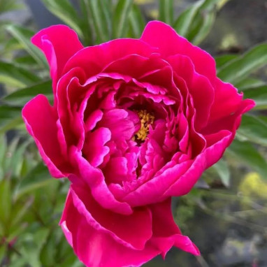 Pivoine 'Karl Rosenfield' - Paeonia | Achat direct au producteur