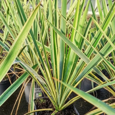 Yucca filamentosa 'Bright Edge' - Yucca | Achat direct au producteur