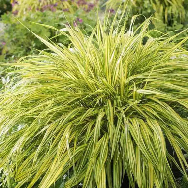 Hakonechloa macra 'Aureola' - Hakone | Achat direct au producteur