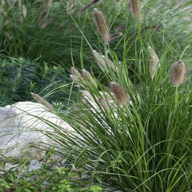 Pennisetum alopecuroides 'Little Bunny' | Achat producteur