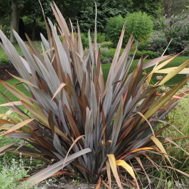 Phormium 'Bronze Baby' - Phormium | Achat direct au producteur