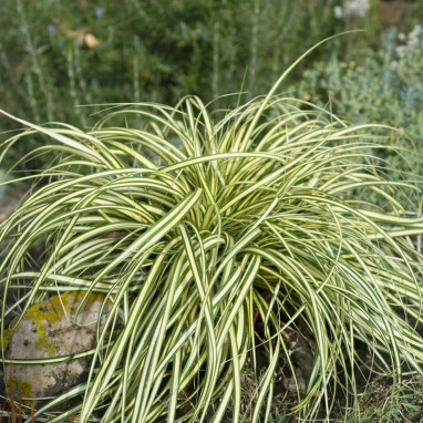 Carex oshimensis 'Evergold' - Carex | Achat direct au producteur