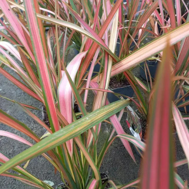 Phormium 'Jester' - Lin de Nouvelle-Zélande | Achat producteur