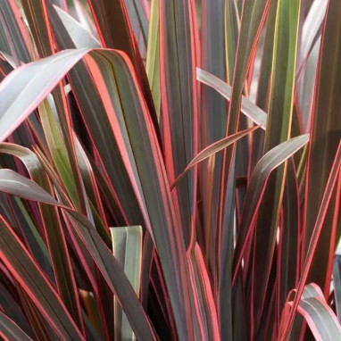 Phormium 'Sundowner' - Phormium | Achat direct au producteur