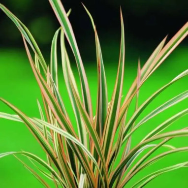 Phormium 'Golden Ray' - Phormium | Achat direct au producteur