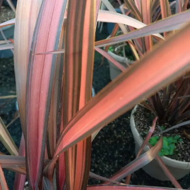 Phormium 'Pink Panther' - Phormium | Achat direct au producteur