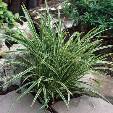 Carex morrowii 'Ice Dance' - Carex | Achat direct au producteur