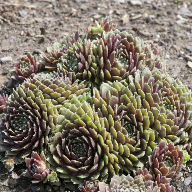 Joubarbe 'Silberkarneol' - Sempervivum | Achat direct au producteur