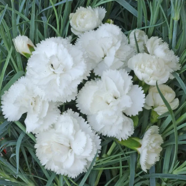 Dianthus plumarius 'Haytor White' - Dianthus | Achat producteur