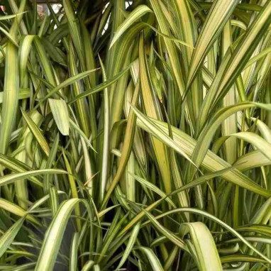 Phormium 'Yellow Wave' - Lin de Nouvelle-Zélande | Achat producteur
