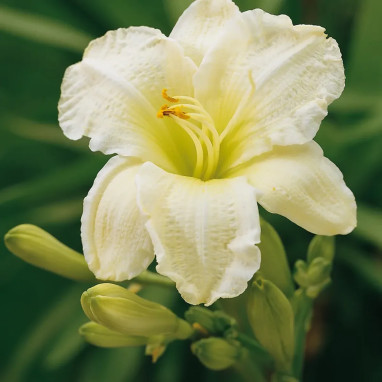 Hemerocallis 'Gentle Shepherd' - Hémérocalle | Achat producteur