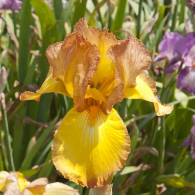 Iris germanica 'Gay Lights' - Iris | Achat direct au producteur