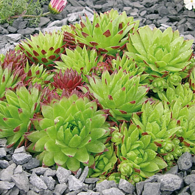Sempervivum calcareum - Joubarbe calcaire | Achat direct au producteur