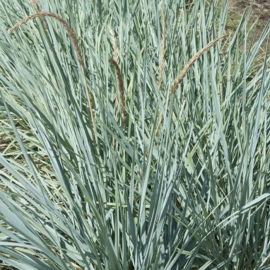 Elymus glaucus (Leymus arenarius) - Leymus | Achat producteur