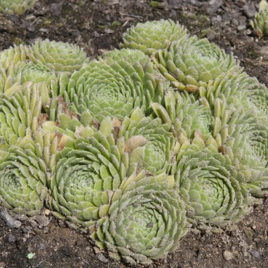 Sempervivum 'Lipari' - Joubarbe | Achat direct au producteur