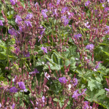 Geranium macrorrhizum 'Purpurrot' - Geranium | Achat direct au producteur
