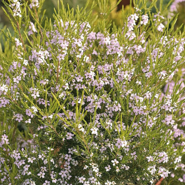Diosma hirsuta 'Pink Fountain' - Diosma | Achat direct au producteur