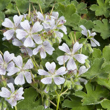 Geranium renardii - Geranium | Achat direct au producteur