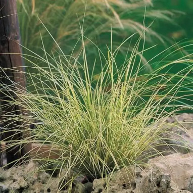 Carex brunnea 'Jenneke' - Carex | Achat direct au producteur
