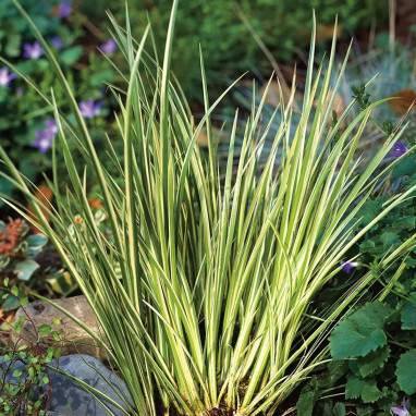 Acorus gramineus 'Variegatus' - Acorus | Achat direct au producteur