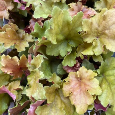Heuchera 'Marmalade'® - Heuchera | Achat direct au producteur