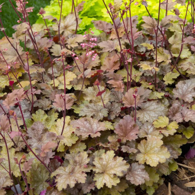Heuchera 'Peach Flambé' - Heuchera | Achat direct au producteur