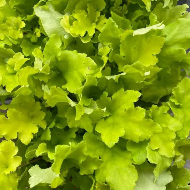 Heuchera 'Lime Marmalade' - Heuchera | Achat direct au producteur