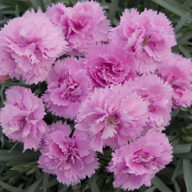 Dianthus plumarius 'Whatfield Cancan' | Achat direct au producteur