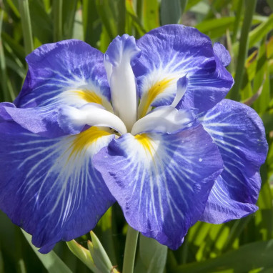 Iris ensata 'Gusto' - Iris | Achat direct au producteur