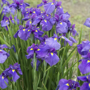 Iris sibirica 'Violet Skies' - Iris | Achat direct au producteur