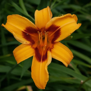 Hemerocallis 'Bonanza' - Lis d'un jour | Achat direct au producteur